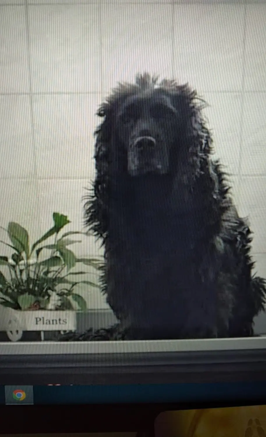 Hund von Sonja Regine Boeck