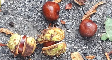 Rosskastanienwaschmittelrezept