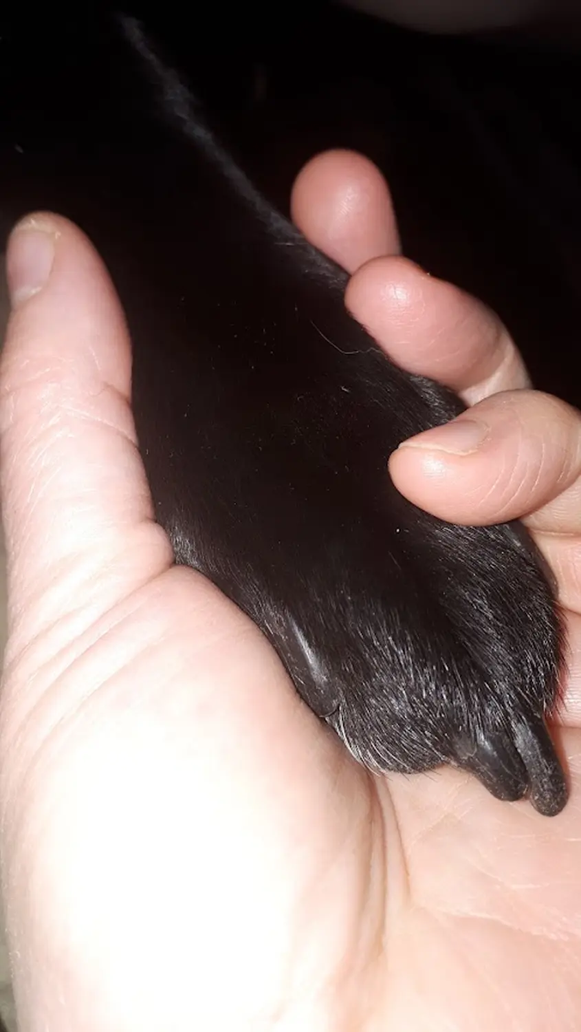 Ein Mann hält die Pfote eines Hundes in der Hand