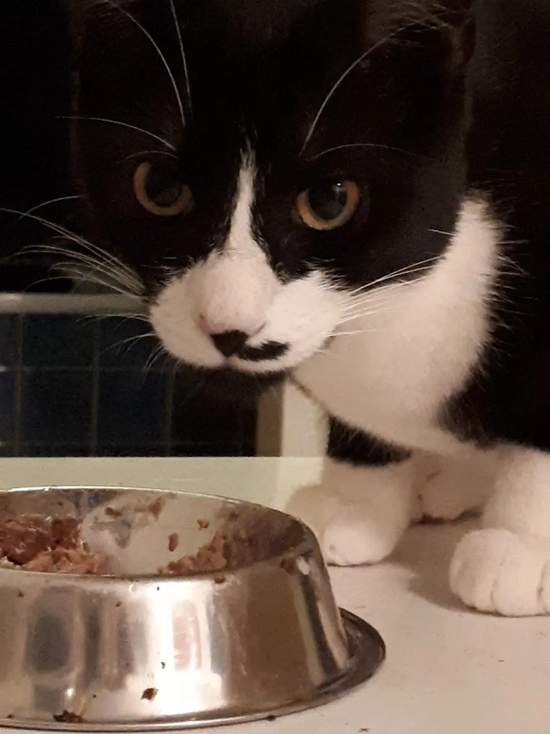 Katze frisst Futter von Sonja Regine Boeck