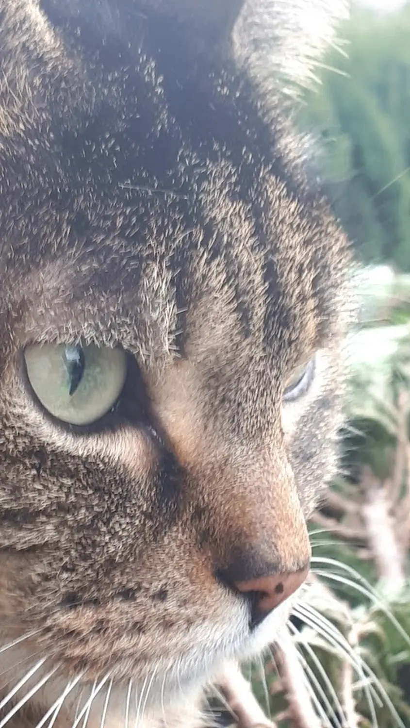 Eine Katze von Sonja Regine Boeck