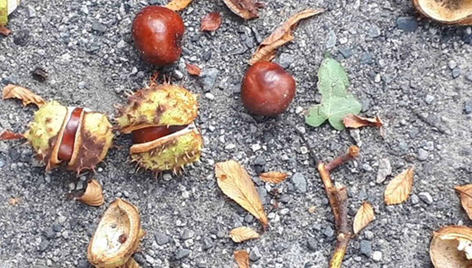 Rosskastanienwaschmittelrezept