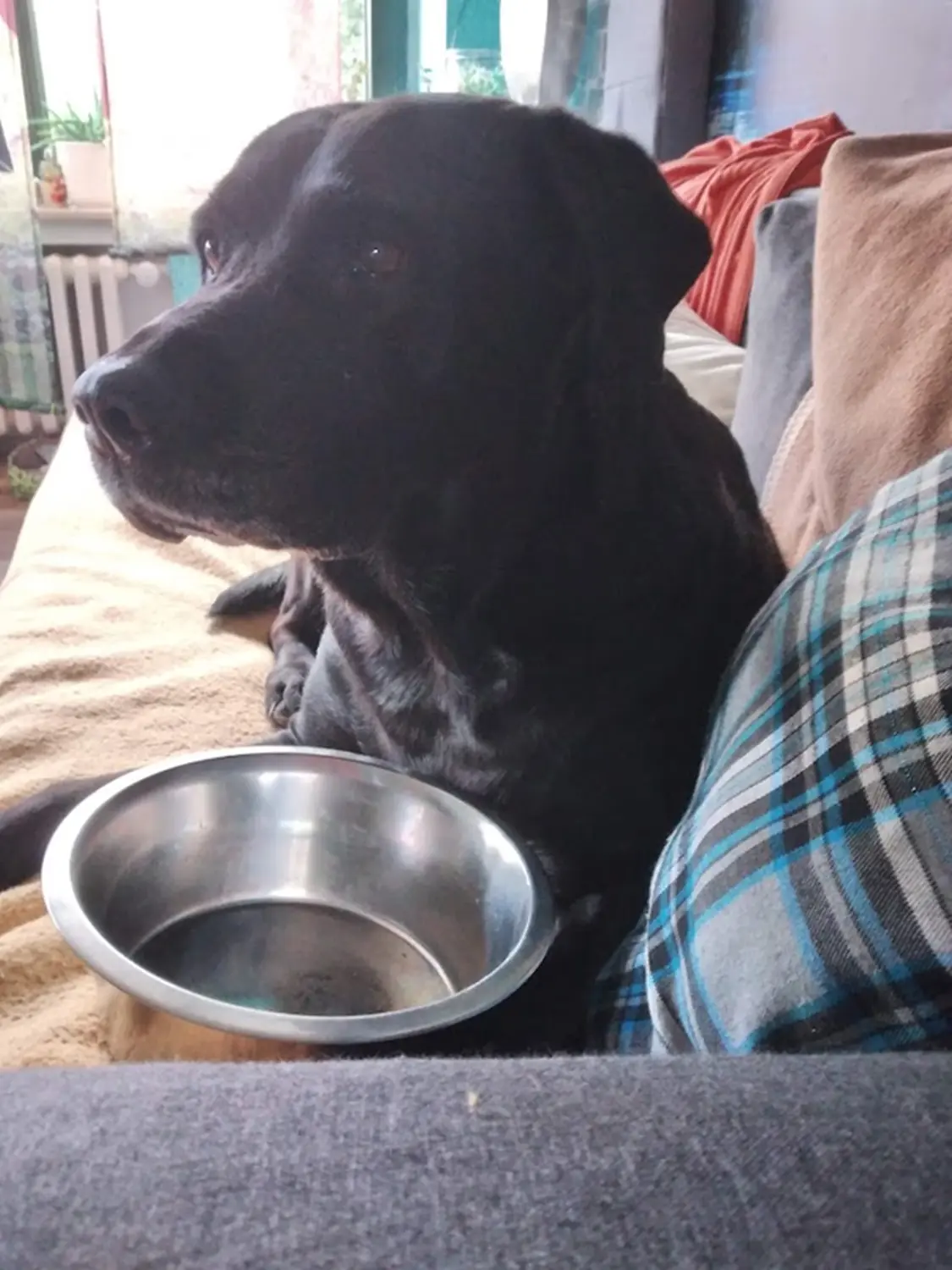 Hund von Sonja Regine Boeck