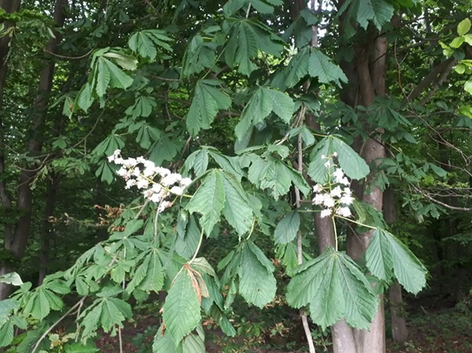 Rosskastanien Blüten Tee