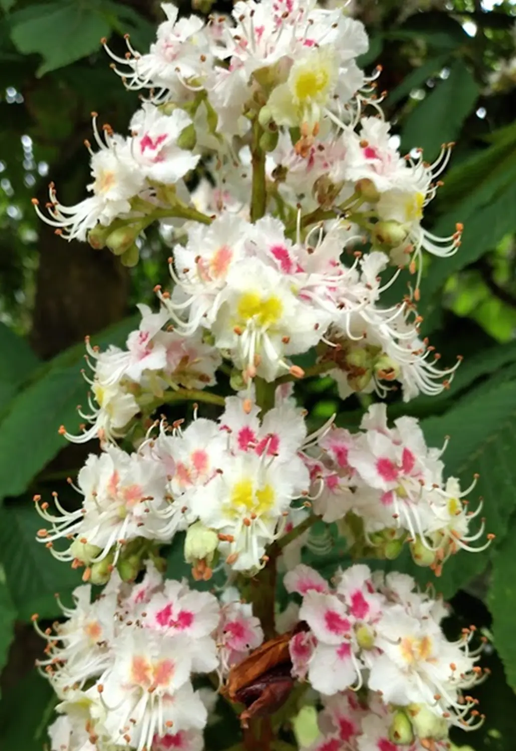 Rosskastanien Blüten Tee