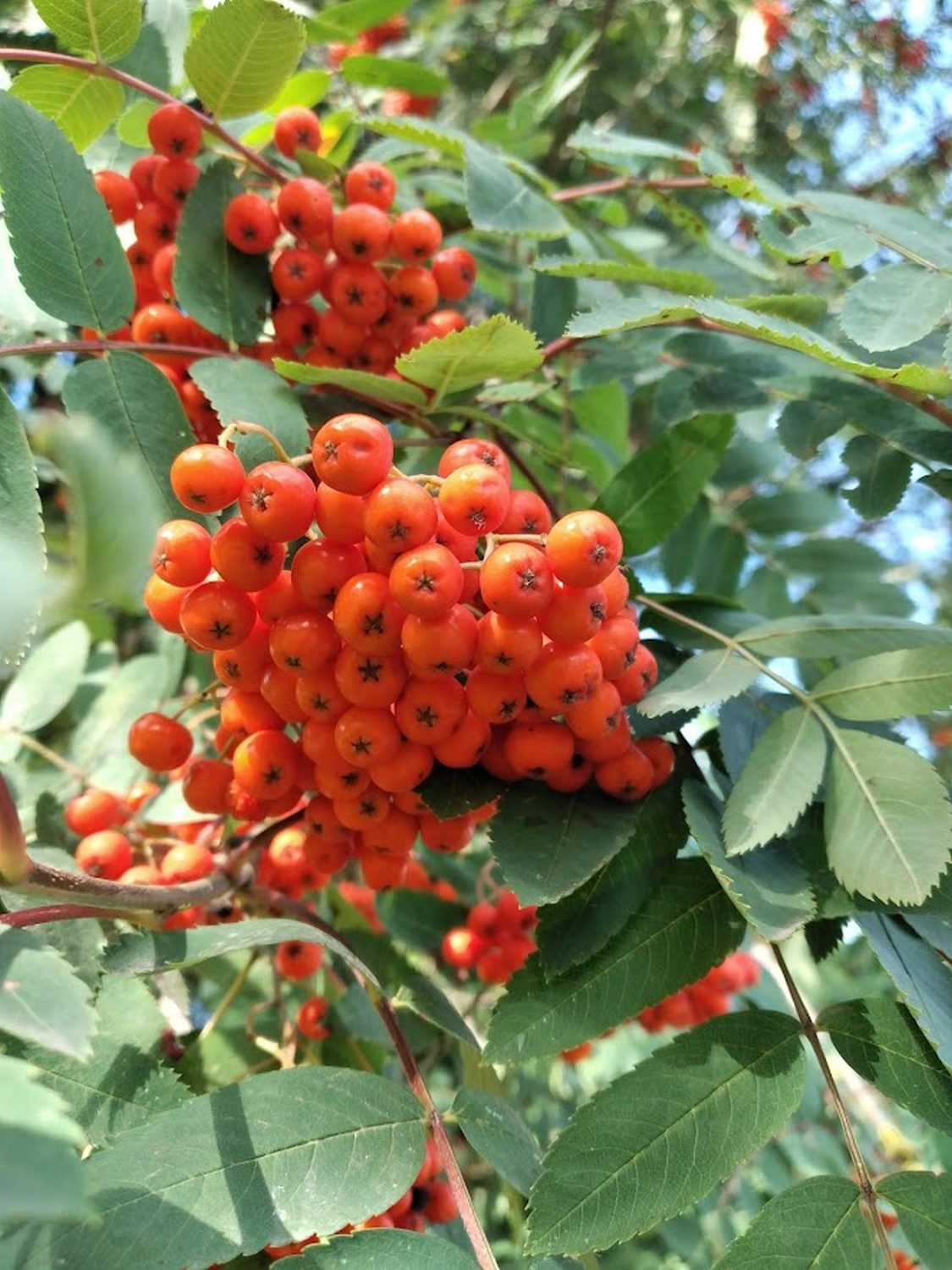 Wildpflanzen von Sonja Regine Boeck