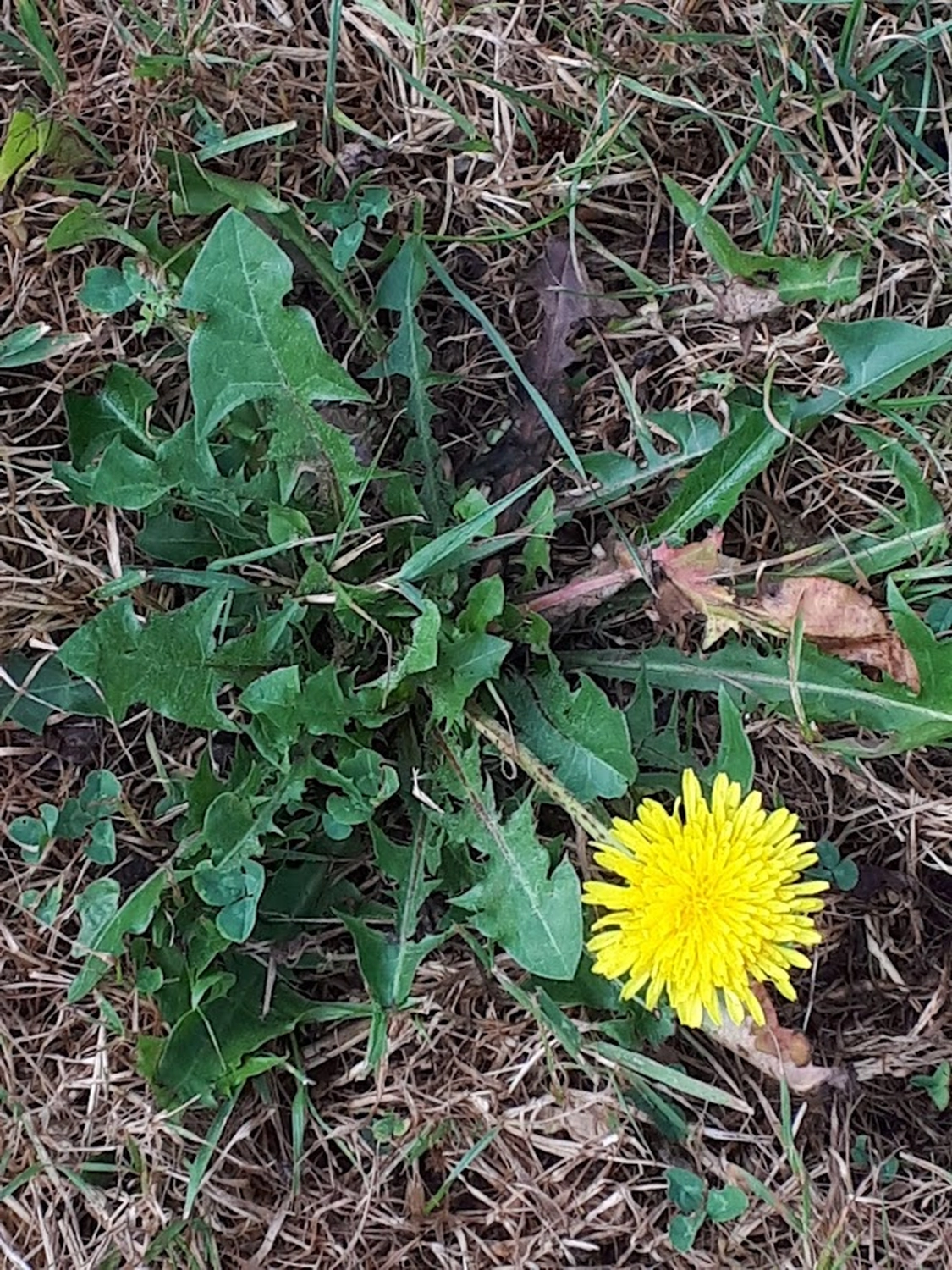 Not- oder Krisennahrung