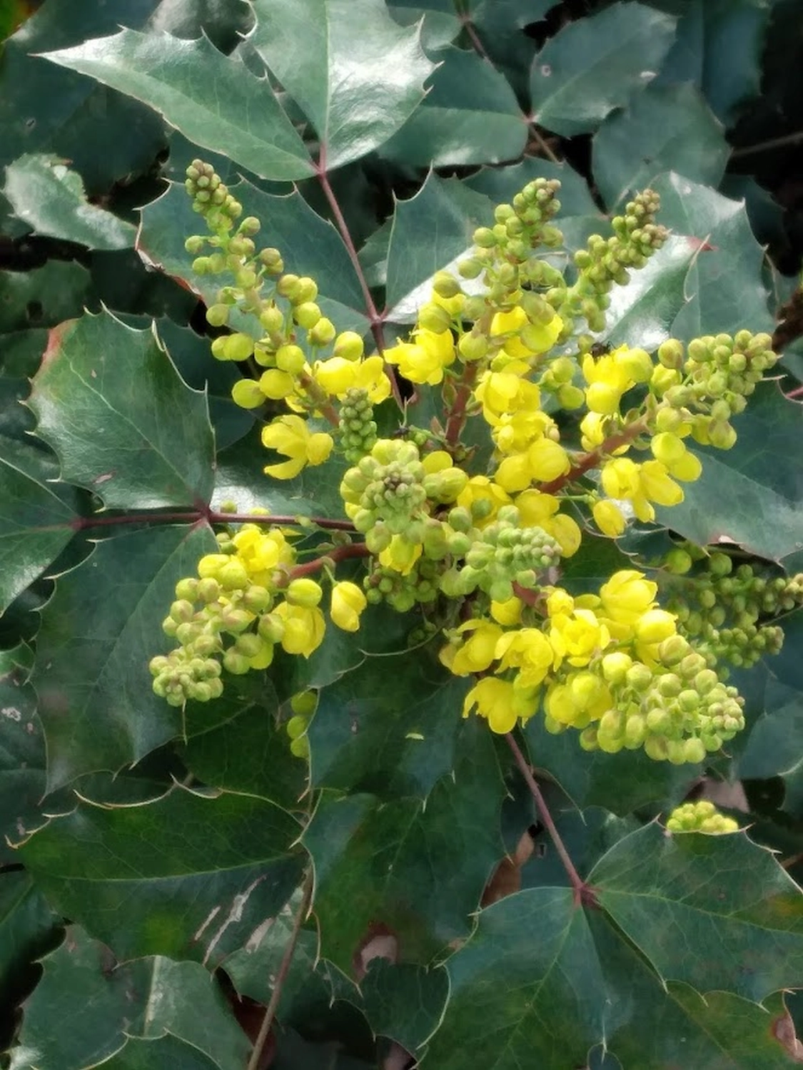 Arzneimittel Kräuterpflanze von Sonja Regine Boeck