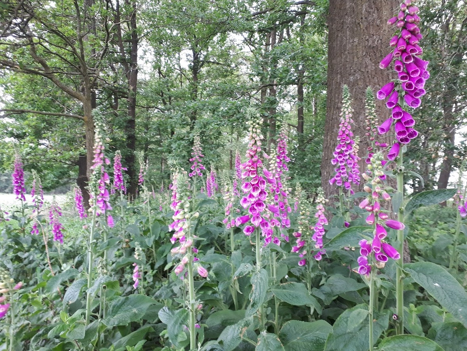 Wildpflanzen von Sonja Regine Boeck