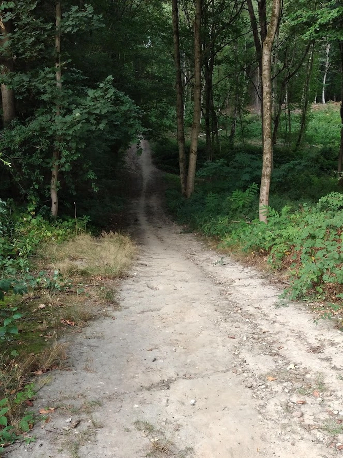 Bäume in einem Wald