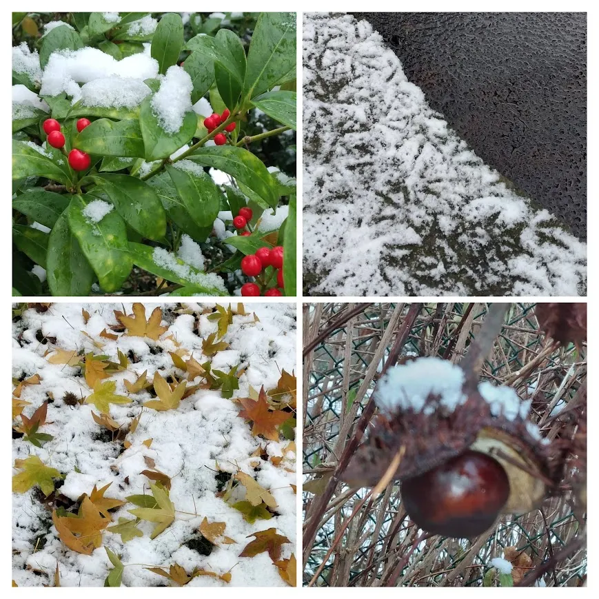 Bäume von Sonja Regine Boeck