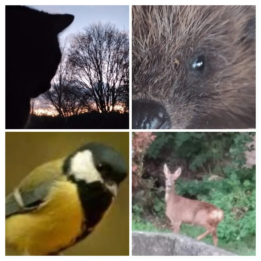 Bäume von Sonja Regine Boeck