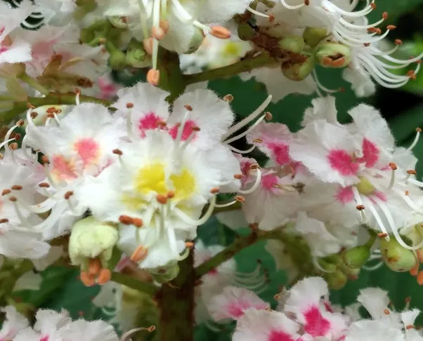 Rosskastanien Blüten Tee