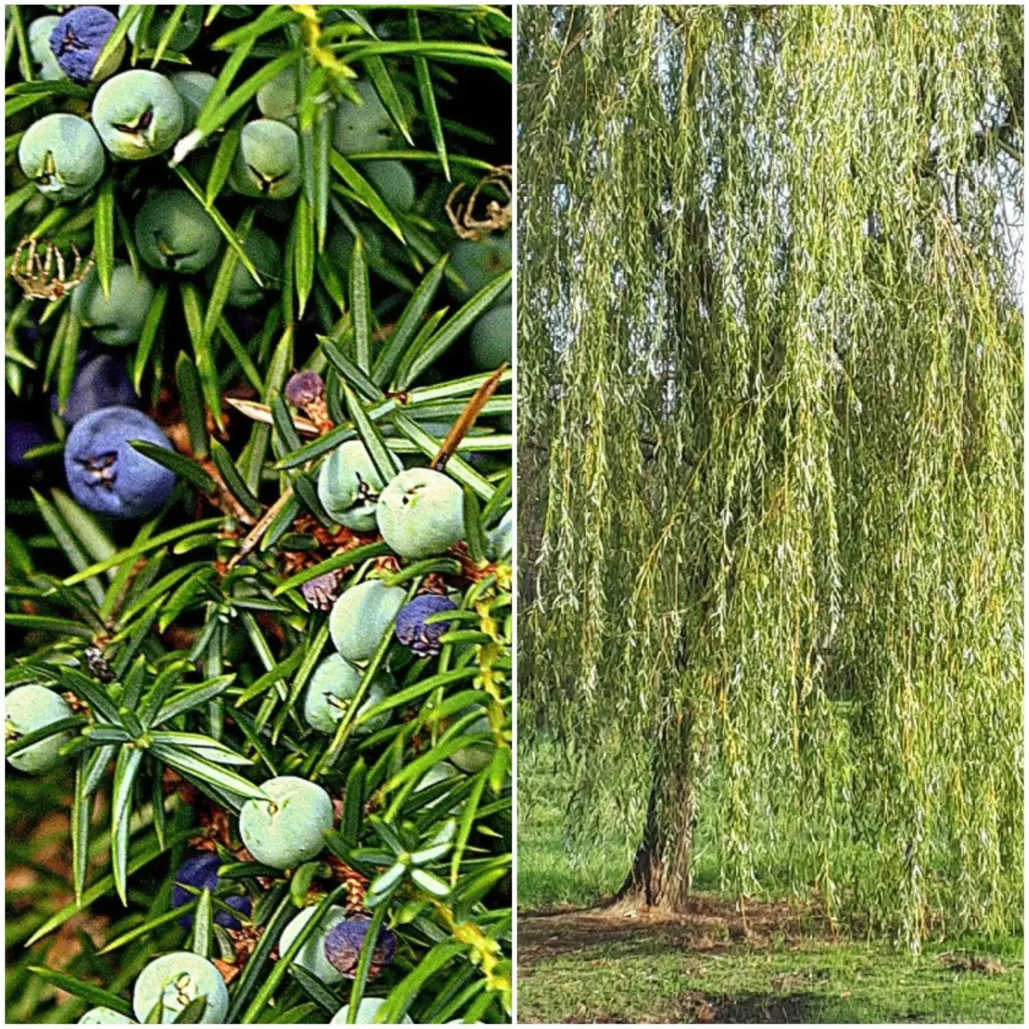 Bäume von Sonja Regine Boeck