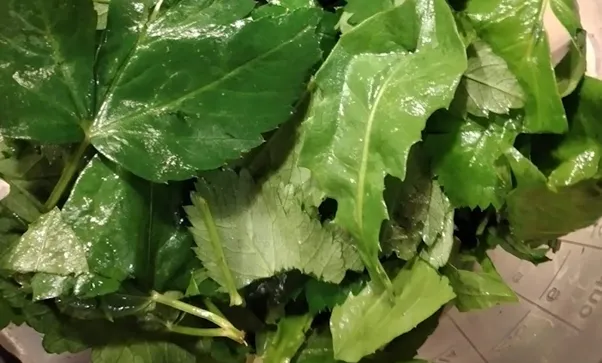 Löwenzahn - Giersch - Pesto-Pflanze